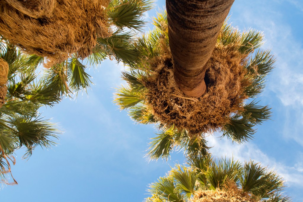 Let’s Get Lost: Four Hikes in Joshua Tree National Park That Will Bring&nbsp;Peace